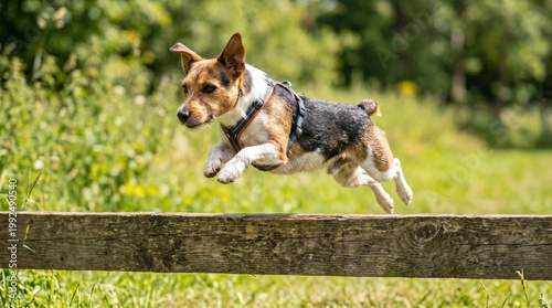 A lively dog jumps over a hurdle in agility training, showcasing athleticism, energy, and the bond with nature.