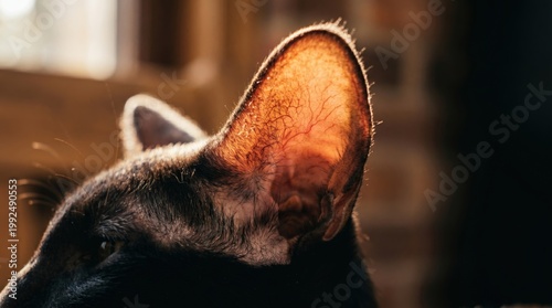 Close-up of a cat's ear, highlighting sensory awareness. Symbolizes alertness, hearing acuity, and curiosity in domestic animals.