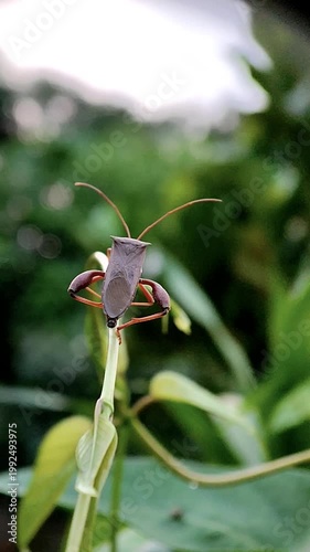 A leaf-footed bug is resting on the branch and then flies away