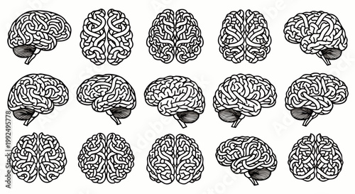 Collection of Realistic Human Brain Illustrations from Multiple Angles, Detailed Anatomy, Medical and Scientific Concept