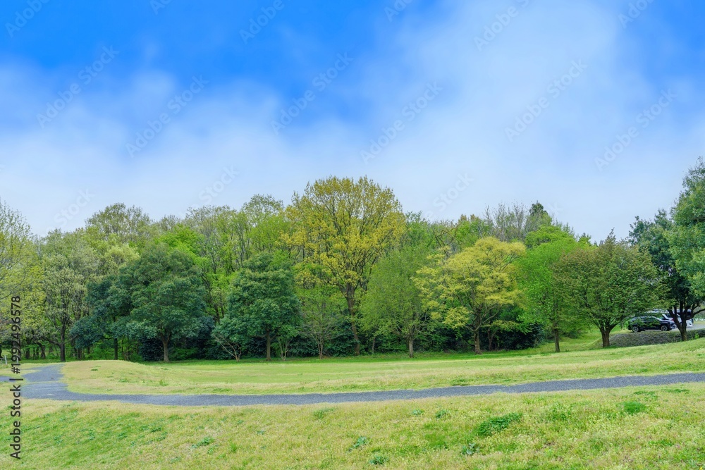 Fototapeta premium 春の公園の爽やかな緑と青空の風景