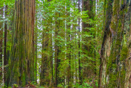 Majestic Redwood Forest in Humboldt County California