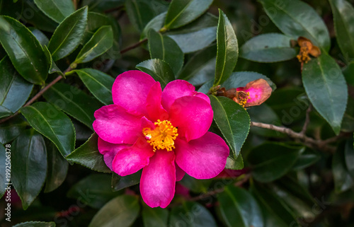 Pink Camellia in Bloom - Piedmont CA