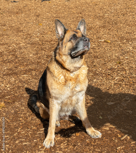Senior German Shepherd Female