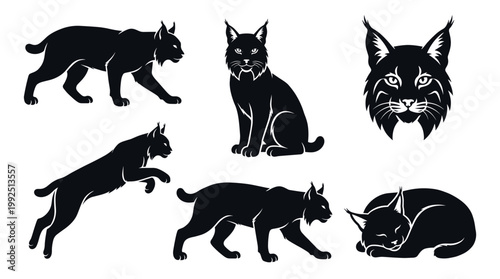 Bobcat Vector Illustration Collection Wild Cat Silhouettes Detailed Head Portrait Sleeping Sitting and Jumping Poses Wildlife Design