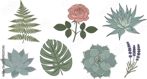 Hand-drawn botanical illustrations collection with ferns, roses, succulents, monstera leaves, and lavender for diverse natural design projects