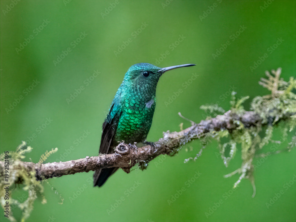 Fototapeta premium Steely-vented hummingbird perched on mossy branch in Colombia rainforest