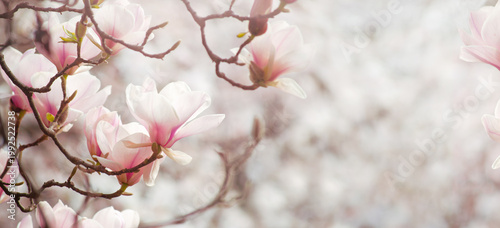 Magnolia flowers in spring fairy tale blooming garden on mysterious floral light background with empty copy space, beautiful park landscape banner toned in soft pastel retro colors, tranquil nature.