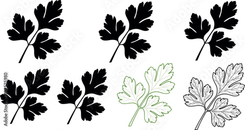 Parsley leaf silhouettes and outline botanical set with herb foliage vector collection isolated on light background