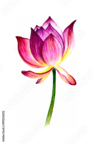 Pink and purple lotus flower watercolor illustration with vibrant petals, green stem, botanical floral design isolated on white background