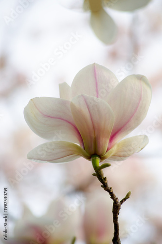 Magnolia flower blooming in spring fairy tale garden on mysterious floral light background, beautiful botanical landscape, tranquil quite nature.