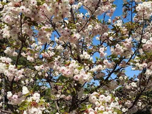 Pale pink sakura blossoms forming spring canopy against clear blue sky
