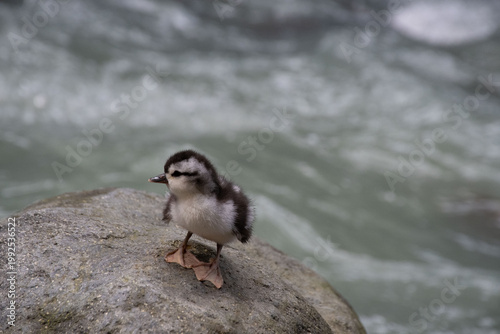 Torrent -duck duckling standing on rock