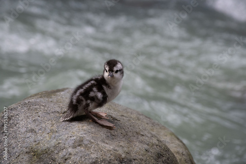 Torrent -duck duckling standing on rock