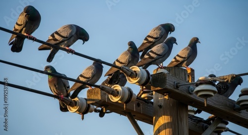 Flock of Pigeons Perched on Power Lines Against Blue Sky.