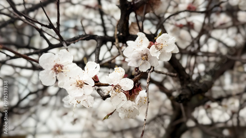 White blossoms on tree branch in soft spring light