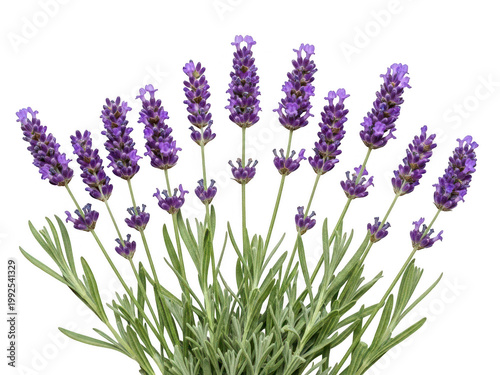 Purple lavender bouquet isolated on transparent background