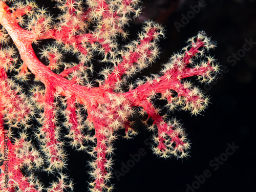 Fotografie A close-up shot of a vibrant red gorgonian coral with its polyps extended against a dark background