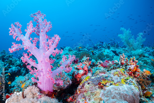 Fotografija coral reef with pink soft coral and fish.