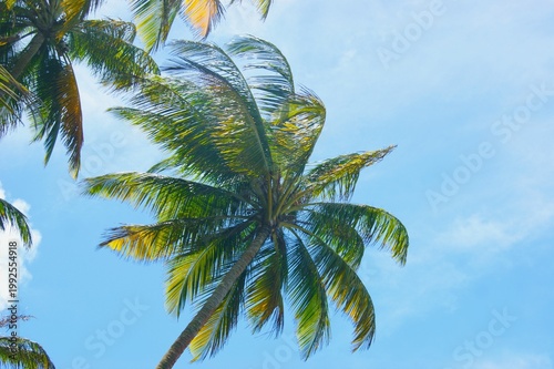 Grand cocotier avec un beau ciel bleu en fond