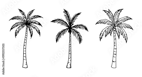 Palm tree set with black line art on a white background featuring tropical foliage, botanical illustration, palm leaf detail with minimalist design and vector style