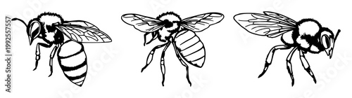 Honeybee set with black line art illustration on a white background featuring honeybee, line art, insect with nature and vector
