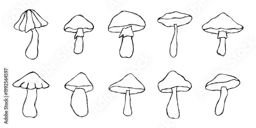 Hand drawn mushroom doodle set Botanical illustration Cute autumn mushroom Healthy eco food Organic vegetarian food For stickers, greeting card, design, print, packaging, decor, kids books