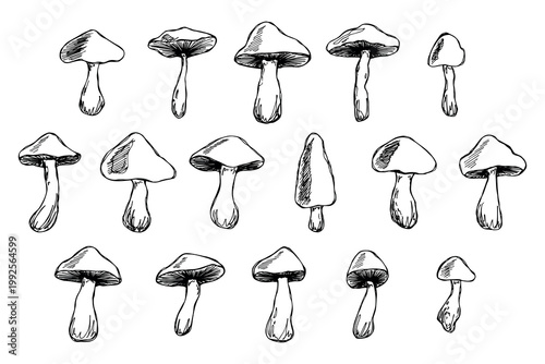 Hand drawn mushroom doodle set Botanical illustration Cute autumn mushroom Healthy eco food Organic vegetarian food For stickers, greeting card, design, print, packaging, decor, kids books