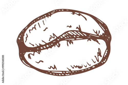 Hand drawn fresh roasted coffee bean Arabica robusta seed doodle Single element for print, web, design, decor