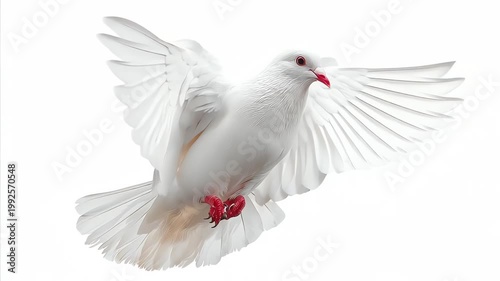 Elegant white dove flying with wings spread wide against white background