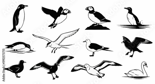simple set of black bird silhouettes in vector style showing various flying and standing birds in nature