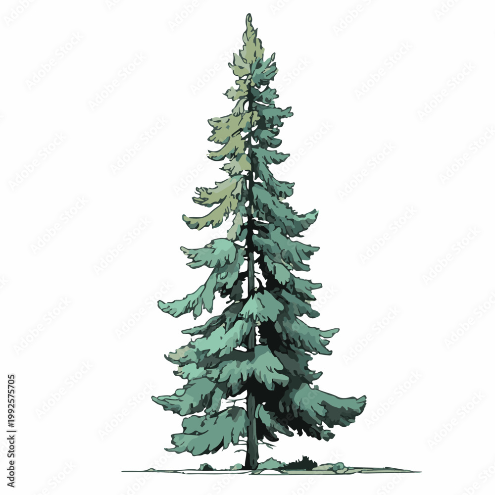 Obraz premium tall pine tree with green leaves on white background