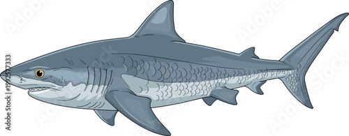 Realistic shark illustration detailed marine predator isolated on light background ocean wildlife