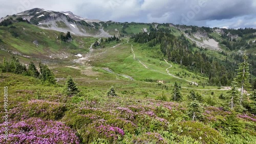 Breathtaking summer day in wild mountain with coniferous forest and green slopes. Mountain landscape with meadow. Mountainous landscape with cloudy sky. Scenic green hill mountain