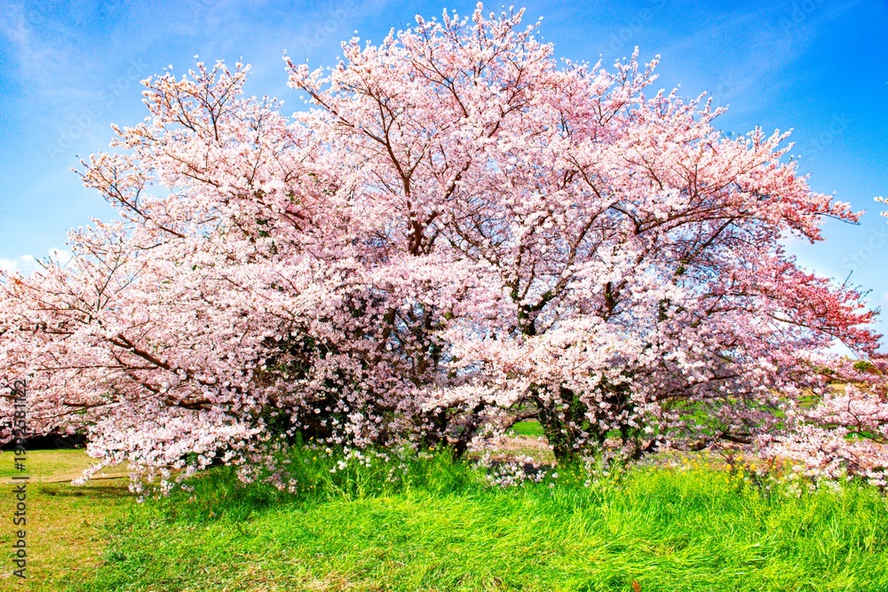 Naklejka premium 風土記の丘の桜