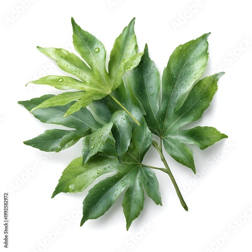 Fresh Green Leaves with Water Drops for Natural Background or Eco-Themed Design