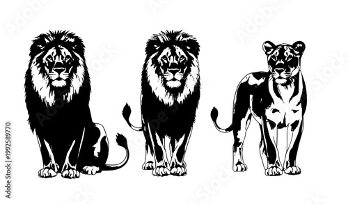 Photography Watercolor lions vector set male and female African wildlife illustration isolat