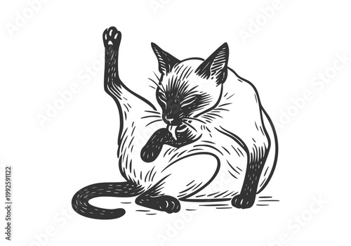 Siamese Cat hand drawn simple sketch vector illustration