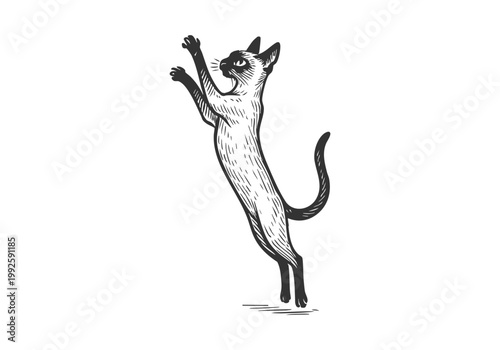 Siamese Cat hand drawn simple sketch vector illustration