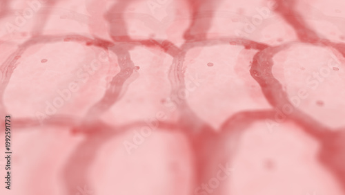  Skin Cells up Close on Human Dermis