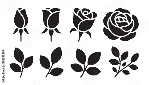 Rose bloom stages and leaf elements vector graphic set artistic botanical illustration.