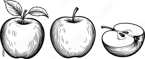 Hand drawn apple fruit set, vintage botanical sketch illustration with whole sliced