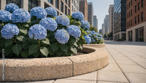 A serene city sidewalk lined with vibrant blue hydrangeas in planters on a sunny day