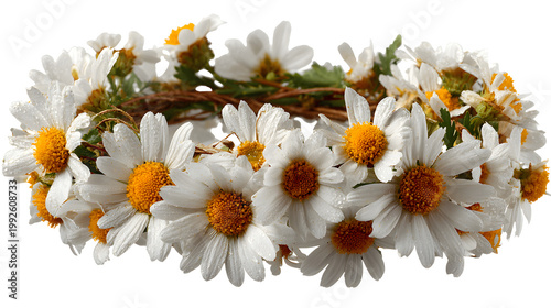 Beautiful bouquet of white daisy flowers and chamomile blossoms in a spring garden field featuring macro petals with yellow centers blooming against a white background