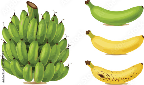 Banana Ripening Stages Vector Illustration with Green, Yellow and Spotted Fruit, Bunch and Single Bananas, Tropical Food Progression for Agriculture and Nutrition Design