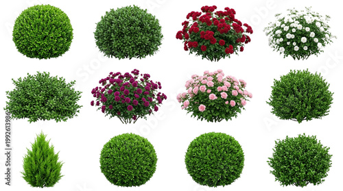 Collection of Green Bushes and Flowering Shrubs Isolated on White. Landscaping, Garden Design, and Web Graphic Elements.