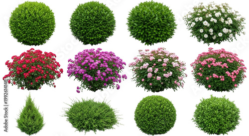 Diverse Green Bushes and Vibrant Flowering Shrubs Isolated on White for Landscape Architecture, Garden Design, Web Graphics