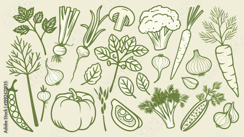A botanical illustration showcasing a variety of fresh garden vegetables