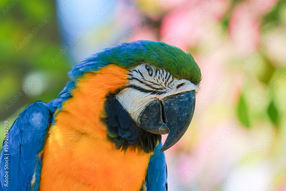 Fototapeta premium Close up head the blue macaw parrot bird in garden