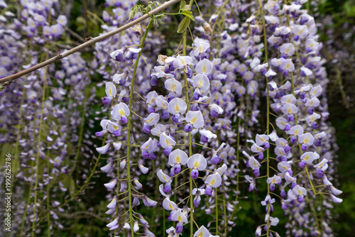 Flowering wisteria bush in the arboretum park Southern Cultures on a summer day, Adler, Sochi coast, Krasnodar Territory, Russia